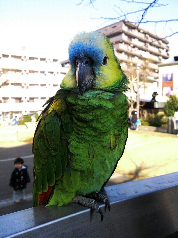 komu1013's profile picture. 95%使わない垢なんで、もうひとつの方フォローお願いします@komudayo