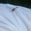 Michelle Moquin - @DragonflyBelleM - Twitter