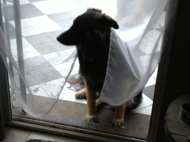 lucascioli's profile picture. 