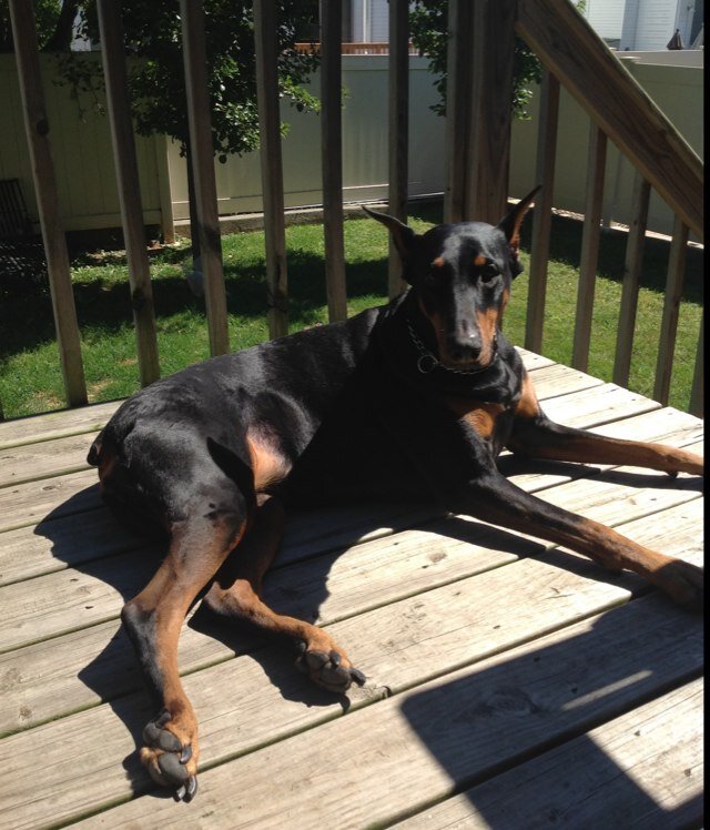 jennpassarelli's profile picture. 