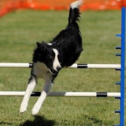 Dog Agility Training Center.
