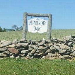 WindsorOakPups's profile picture. Small puppies, Yorkies, Morkies, Malteses, Poodles, Maltipoos, English Bulldogs, Shih Tzus, Bichons, and more! windsoroakpuppies@gmail.com