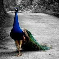 somaiah AL ghamdi (@_s_alghamdi) Twitter profile photo