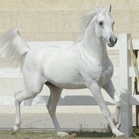 الجبيل (@yasser7_h) Twitter profile photo