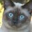 JessieFinn1's profile image