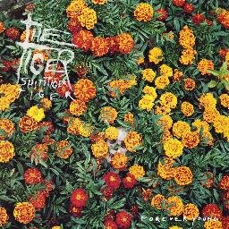 TIGER SHIT! TIGER TIGER Forever Young out now on To Lose la Track and available at http://t.co/2nn64tW3u6  https://t.co/Tkt7xKsUGB