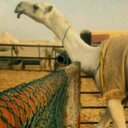 محمد العتيبي (@05a05dj06dg6) Twitter