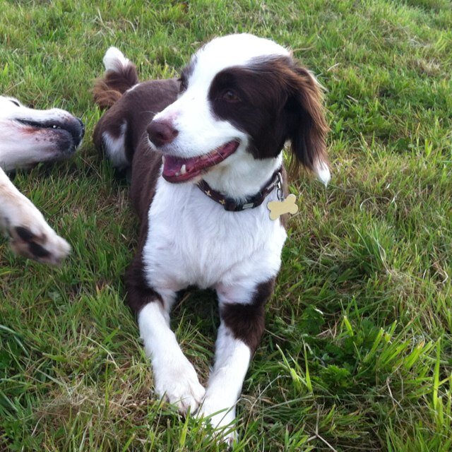 Springer x Collie, 9yo. Currently running a muck in West Berks, chasing bunnies and eating sausages. Mums on Twoofer too @lauren_rutter but she moved to Aus!
