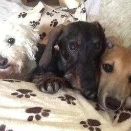 Deise Animal Sanctuary is a safe place for all animals: We re-home, re-rehabilitate and offer a forever home to those who need it. All creatures are welcome