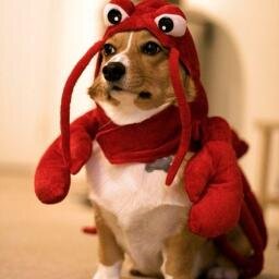 lobster_traitor's profile picture. 