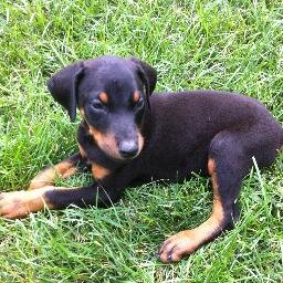I am a cute little Doberman pup. I was born July 22, 2013.