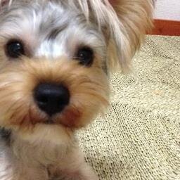 超暴君犬と一緒です