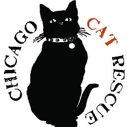 Chicago Cat Rescue is dedicated to improving the lives of animals in Chicago through rescue, fostering, adoption and education of their human companions.