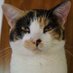 Calico (@mr_calico) Twitter profile photo