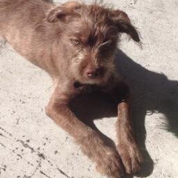 MonsterDogCEO's profile picture. Founder and CEO of Monstercat. I'm a Dog