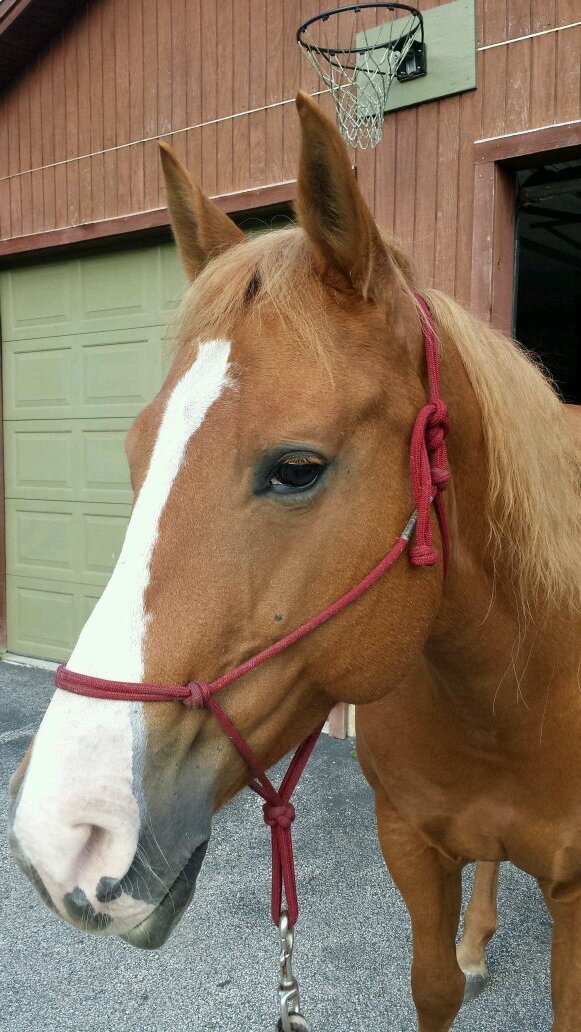 Work and owning rescue horses