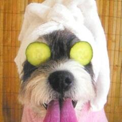 Venga a visitarnos en 1era. Av de Mazate. Contamos con servicios de: clínica veterinaria, salón, boutique y guardería 3