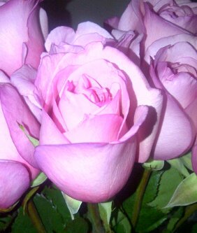 lucialvarezcol's profile picture. 