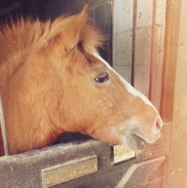 eqponies's profile picture. horseless hunter/jumper