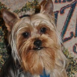 munchkin yorkies lil munchkin yorkies yorkies4u2 munchkin yorkies lil munchkin yorkies yorkies4u2