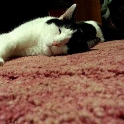 I like to eat. meow.