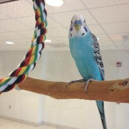 The official Twitter of the Otterbein University budgerigars.