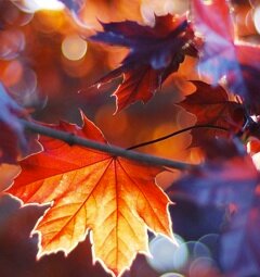 Dreamer, glider, autumn lover.