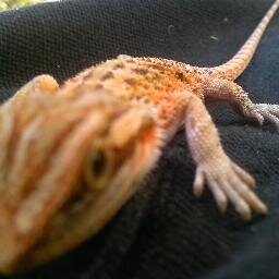 Interested in breeding and watching our reptiles grow. 4 Baby Bearded Dragons and 2 Iguanas. Take a look at the life of a lizard... bayareadragonsden@gmail.com