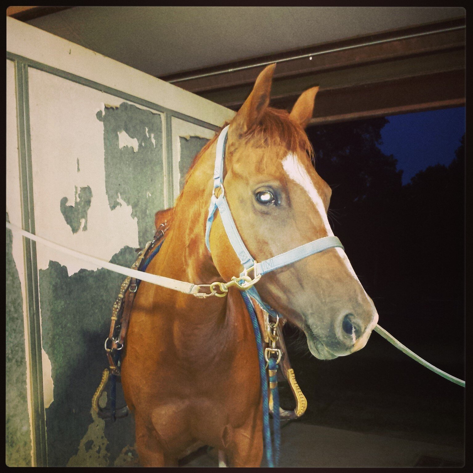 Just a Carolina queen tryin' to make somethin' of herself. Spurs, Boots, and a horse underneath is all I will ever need.