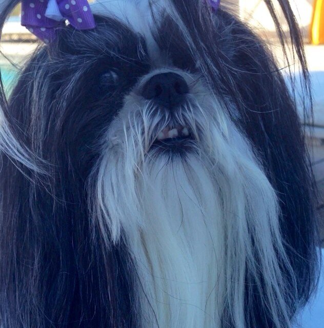 real estate dev.,stock market, adore theatre,ballet,Opera,the theatre,concerts.I’m mommy to my twin gorgeous Poms@ love golf @sports fan foodie,travel,&beach🌹
