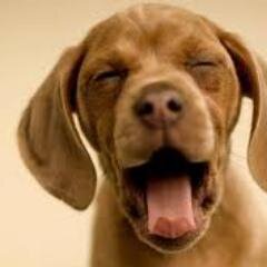 Learn how to take care a puppy before buying it.  Join for tips and discussion.