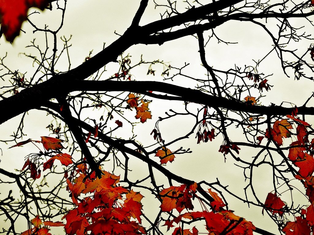 dotlinetnt's profile picture. Experienced Tour N Travel Agency In Srinagar