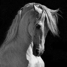 Digital dressage junkie