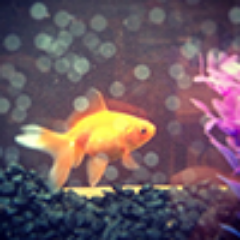 I'm Larry the social media gold fish. I like to watch television! - Please don't DM me... be social and tweet :0 http://t.co/HAM3QXc9Ro