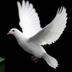 kudu wani loro,soro lan poso :D Bismillah :)