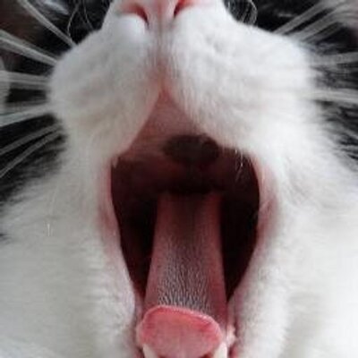 むー Moo Moo Cat Moo Twitter