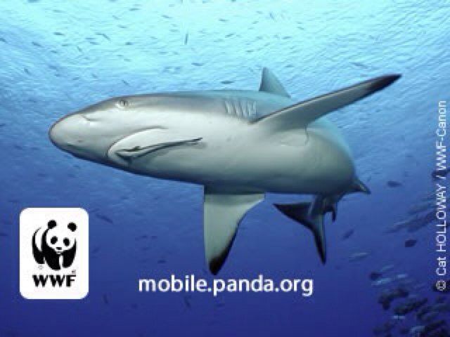 kozmoblog's profile picture. 