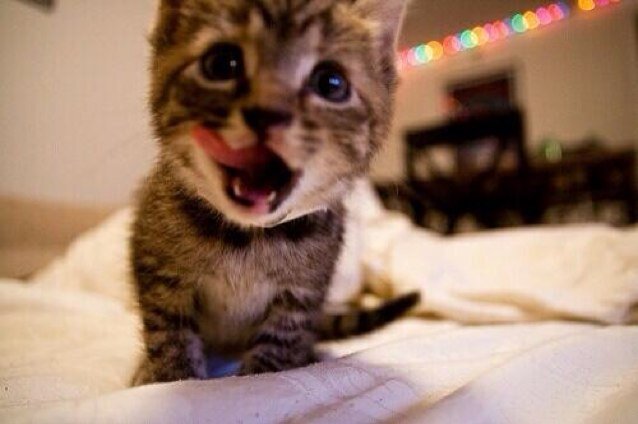 I love @Ms_HeartAttack and @Youtubable |VideoGames| |Ms_Mittens| |Cat-Gone-Gamer| |Cats| |PS3| |Xbox| |GirlGoneGamer|