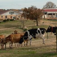 NC State Dairy Farm (@ncstatedairy) 's Twitter Profile