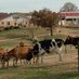 NC State Dairy Farm (@ncstatedairy) Twitter profile photo NC State Dairy Farm (@ncstatedairy) Twitter profile photo