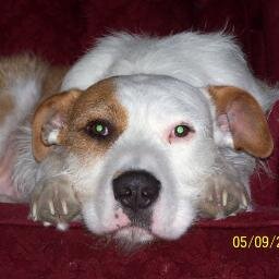 Dog/animal lover. Thank God each day. If you like video games, both old and new, Subscribe to my YouTube channel 
 https://t.co/mY2NdMiwex