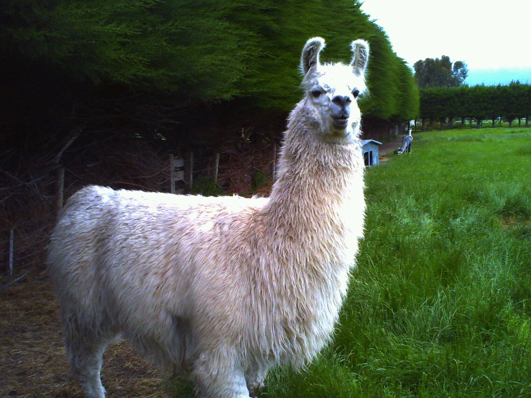 I like Llamas and I cannot lie, all you animal lovers can't deny.