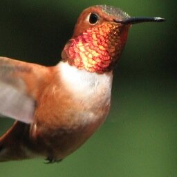 Birding Tour Leader