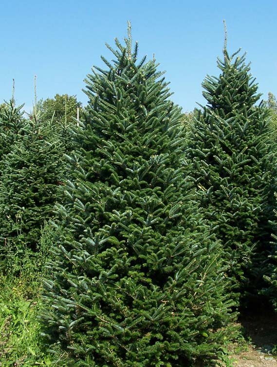 Cedar Grove Christmas Trees is dedicated to providing fresh Christmas trees, handmade wreaths, garland, and centerpieces to our customers. #Christmas