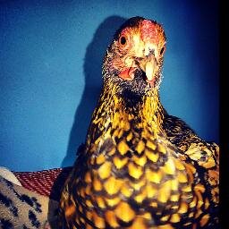 a 6 year old hen, been through the wars a bit but a real survivor that loves to tweet and follow - mind, I do peck and I tweet my mind