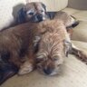 boredborder's profile picture. Wif us: Platitudes get ya nowhere. Plates of fud get ya wherever ya wanna go.. all furs tweeted as equal to da hoomans..