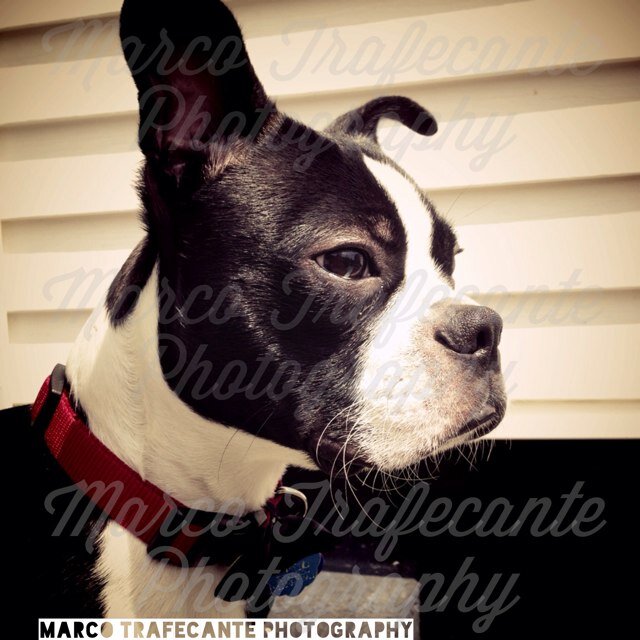 Sniff first, ask questions later… The Leo DiCaprio of Boston Terriers: Double-0 Mylo

Follow on instagram @double00Mylo