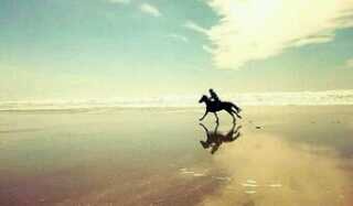 Follow ons voor de leukste paarden foto's en teksten! WE LOVE HORSES!  begonnen op 19-6-2013
