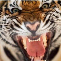 People of Rising Sun (@typicaltigers) 's Twitter Profile