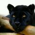 Darryl Atkinson (@leopardcat2013) Twitter profile photo